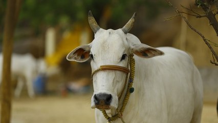 மாட்டுக்காக கொலைகளை தடுக்க கிரிராஜ் சிங் அதிரி புதிரி ஐடியா- வீடியோ