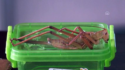 Hakkari'de yeni bir çekirge türü keşfedildi