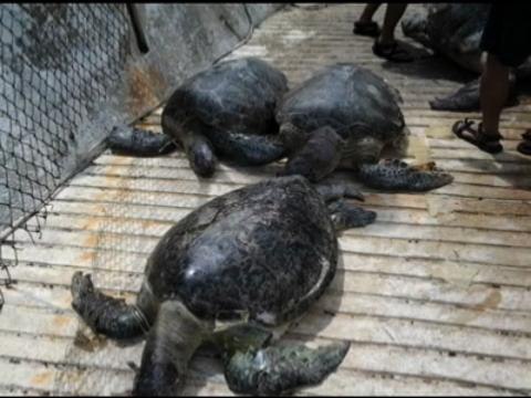 BI to charge 11 Chinese poachers