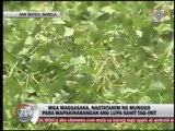 Farmers brace for El Niño by planting monggo