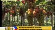 Must try: Grape picking in La Union