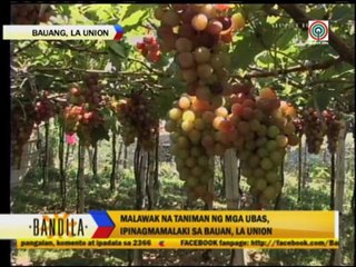 Must try: Grape picking in La Union