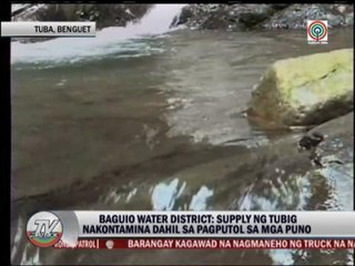 Tree-cutting in Benguet forest stopped