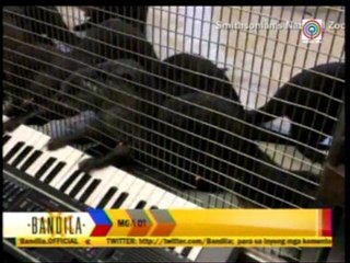 WATCH: Otters play keyboard in US zoo