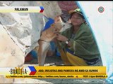 Hero dog saves man from fire in Palawan