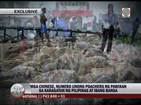 China fishermen top list of pawikan poachers
