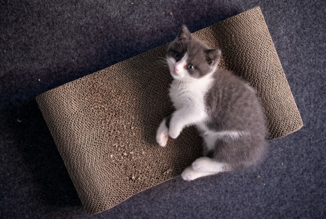 Copy cat: Chinese firm creates first cloned kitten