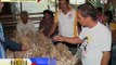 How Nueva Ecija farmers are affected by imported garlic