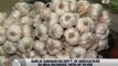Imports seen to cut garlic prices