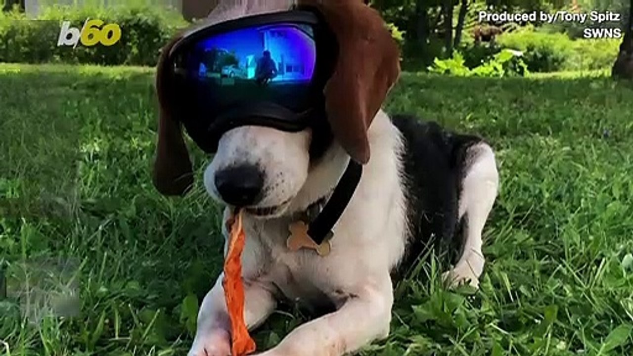 Cute Doggie Pics Alert! Check Out This Biking Beagle Who Cruises Around in His Owner’s Backpack Wearing 'Doggles’