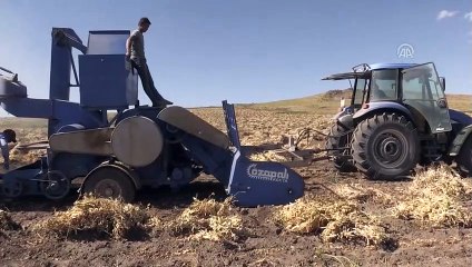 Fasulye tarlalarında 20 bin kişiye istihdam sağlanıyor - BİTLİS