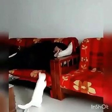 Ce chat blanc fait tout pour réveiller son maître. A mourir de rire !