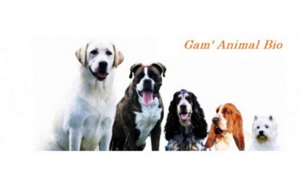 Gam'Animal - Produits naturels pour chiens et Chats