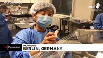 ویدئو؛ پانداهای تازه متولد شده در باغ وحش برلین