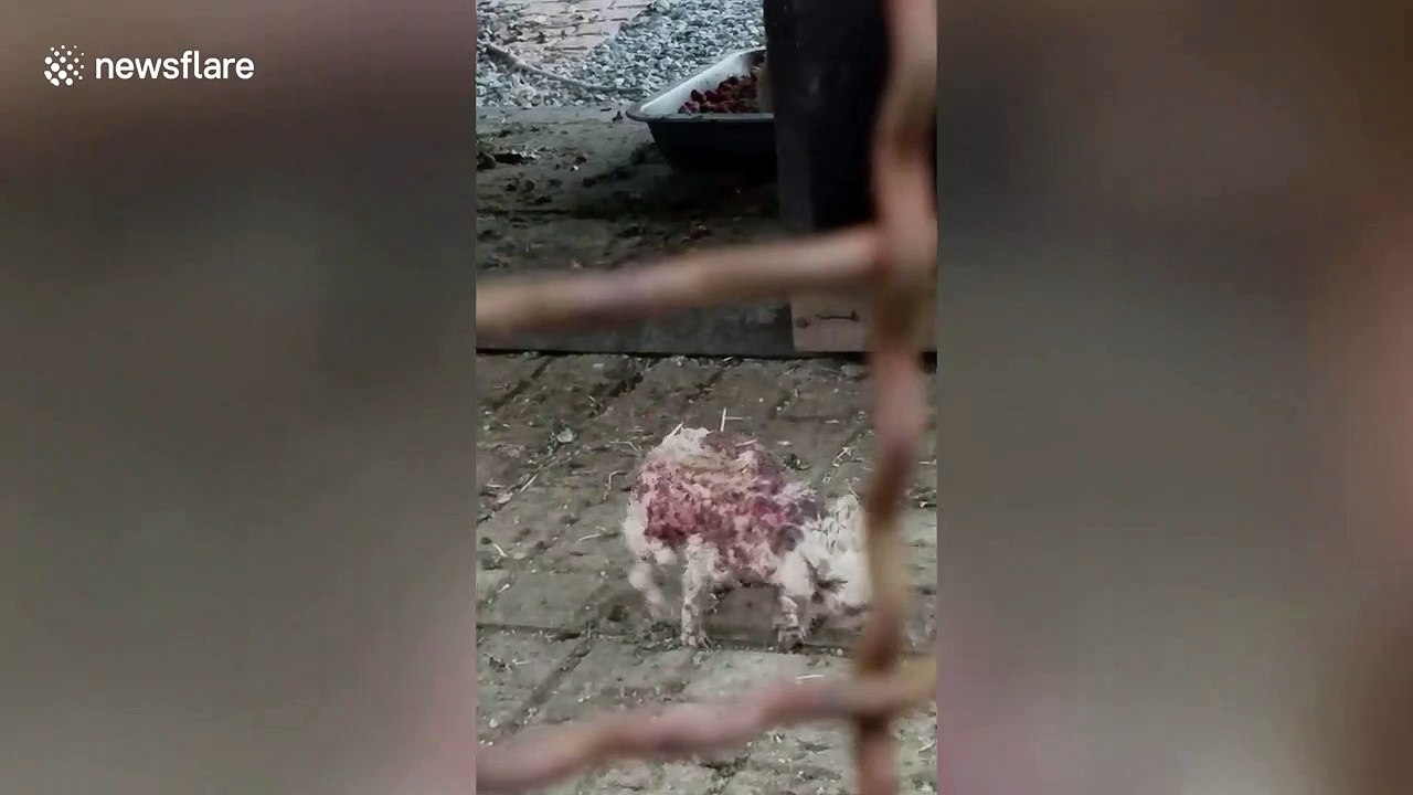 Neglected hedgehog seen hobbling around Thai zo...