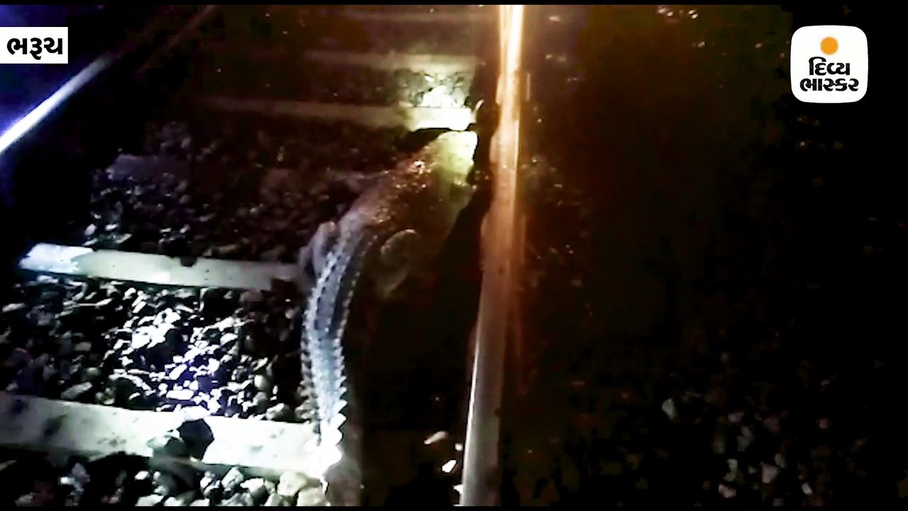 રેલવે ટ્રેક પર 7 ફૂટનો મગર આવી ચડ્યો, મુંબઇ-જોધપુર ટ્રેનને રોકીને રેસ્ક્યૂ કરાયો