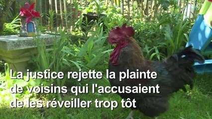 Victoire du coq Maurice, autorisé à chanter par le tribunal