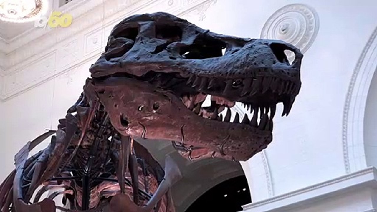 Here’s the Weird Reason Why T-Rex Skulls Have So Many Mysterious Holes
