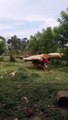Voilà comment on transporte les troncs d'arbres en Inde
