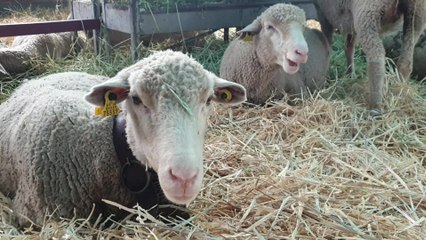 'Salamaq 2019' en el Recinto Ferial de Salamanca