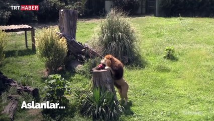 Hayvanat bahçesi sakinlerinin beslenme saati