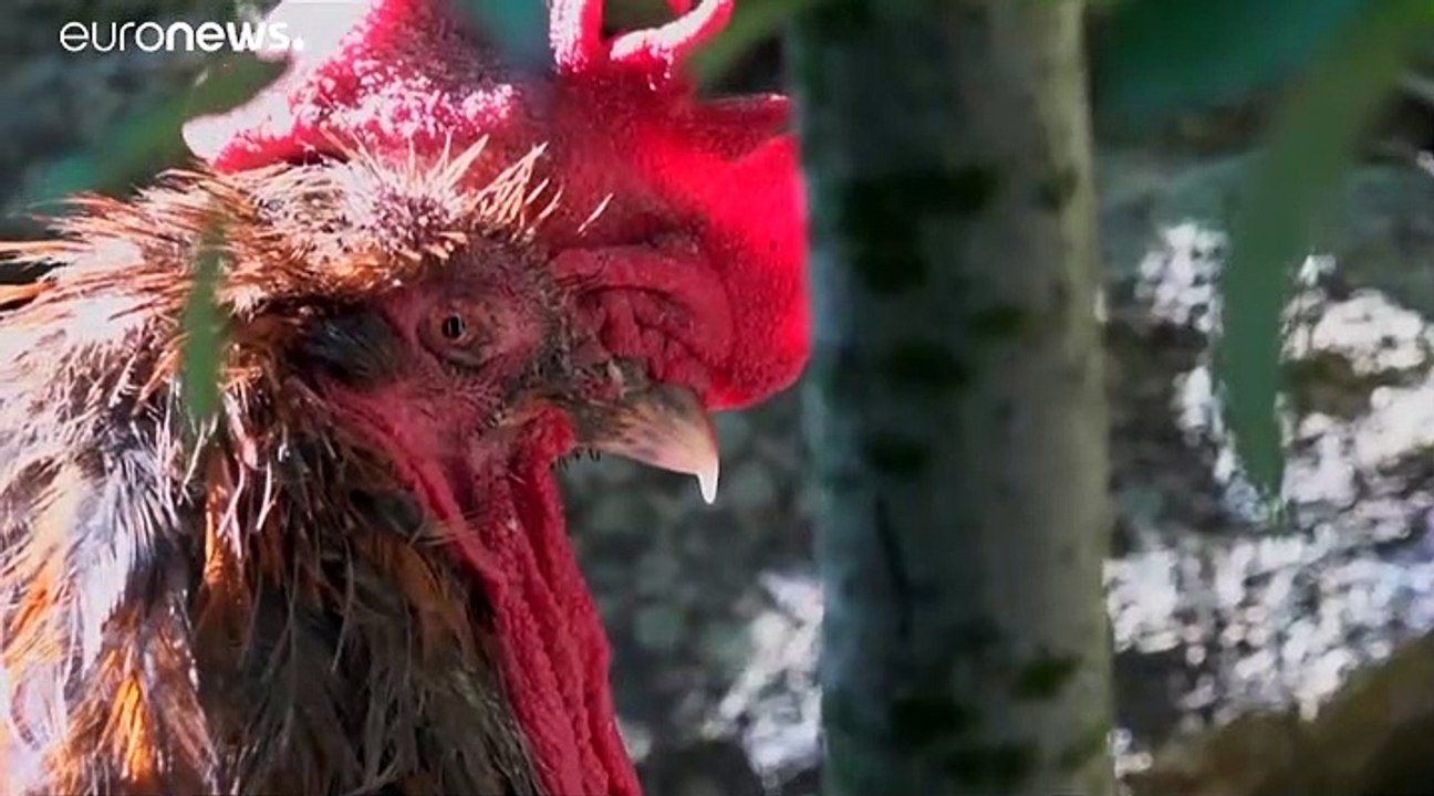 Hahn darf in Frankreich weiter krähen