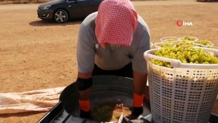 'Çal Garası' üzümlerden pekmez yapımına başlandı