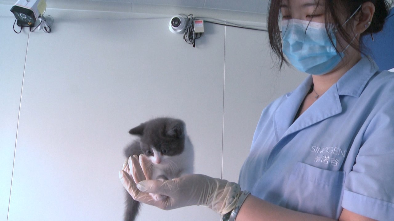 Chinese firm creates first cloned kitten