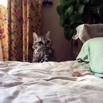 Ce chat joue à cache cache avec sa maman. Regardez !