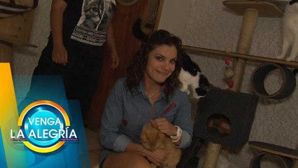 ¡Un lugar dedicado a la atención de gatitos que están listos para la adopción! | Venga La Alegría