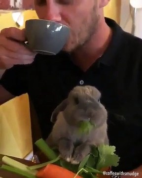 Trop cute ! Admirez la moue de cette lapine quand elle mange.