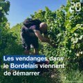 Vendanges dans le Bordelais: A Sauternes, château Guiraud espère un beau millésime 2019