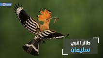 طائر النبي سليمان...الطائر الذي جاء ذكره في القرآن الكريم