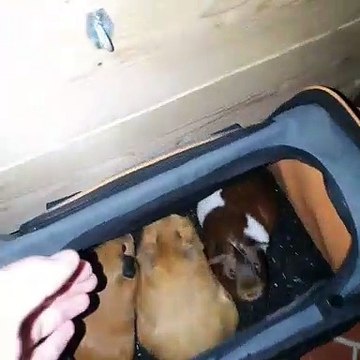 Admirez ce que font cochons d'Indes à l'heure de dormir. Trop chou !