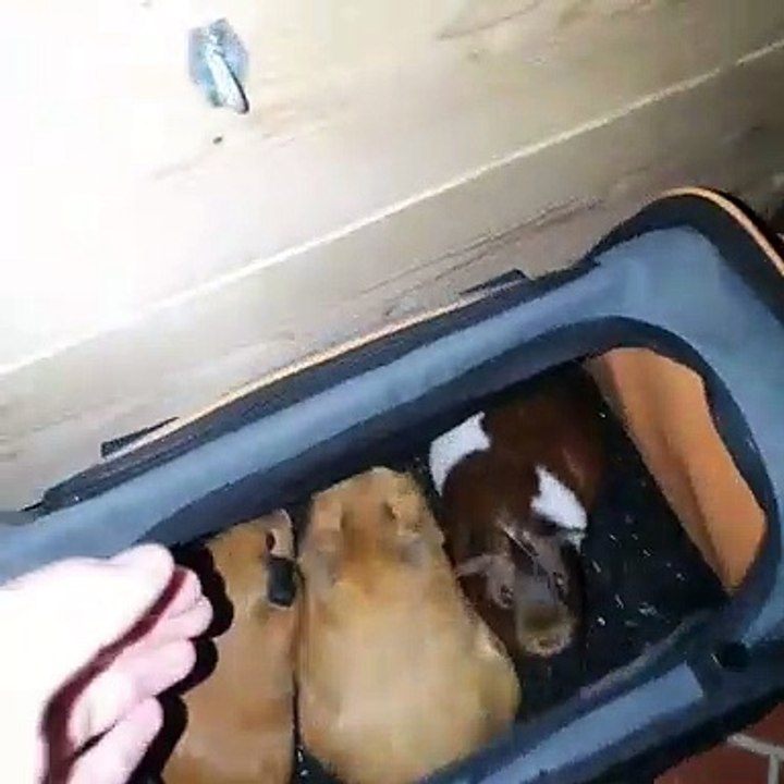 Admirez ce que font cochons d'Indes à l'heure de dormir. Trop chou !