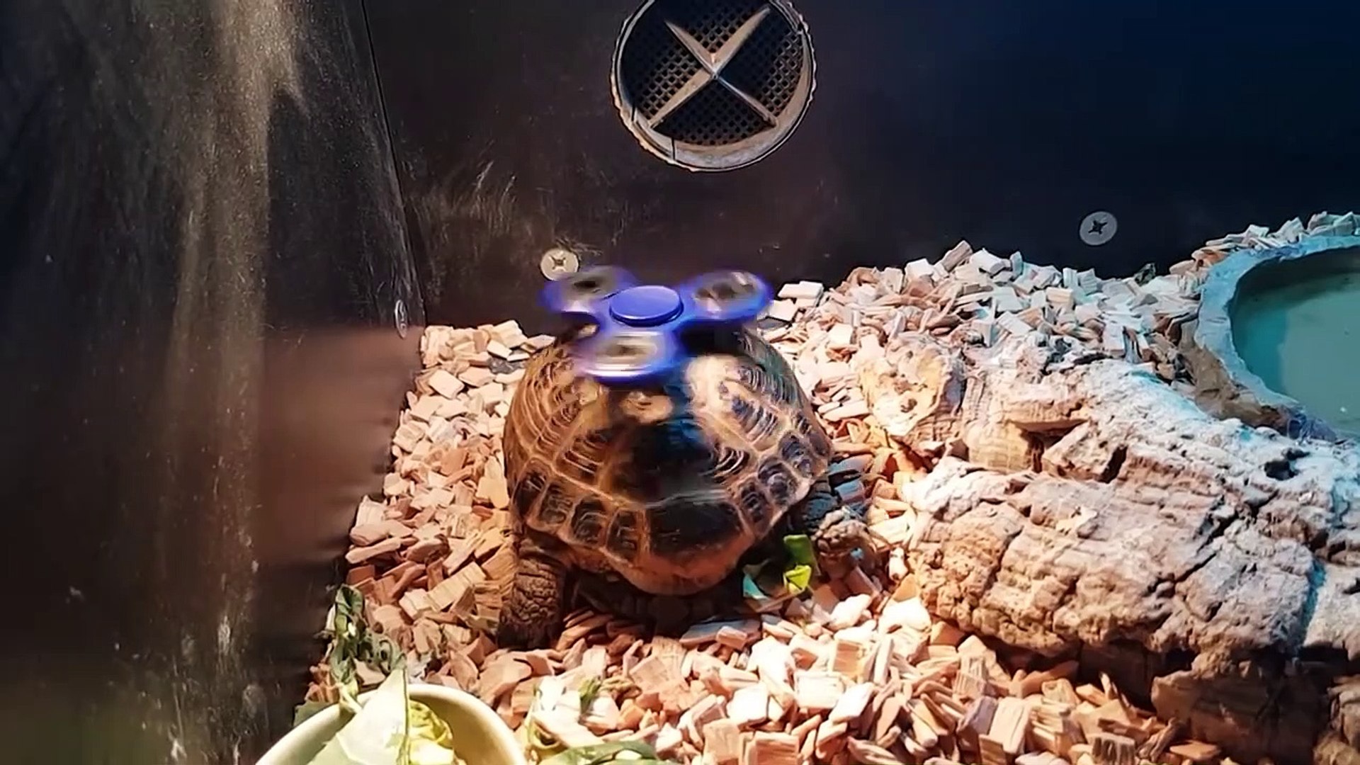 ⁣Cutest Pets of the Week Compilation October 2017 - Funny Pet Videos