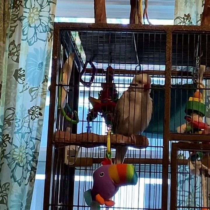 Ecoutez attentivement ce que cette perruche dit. Vous allez rester bouche-bée !