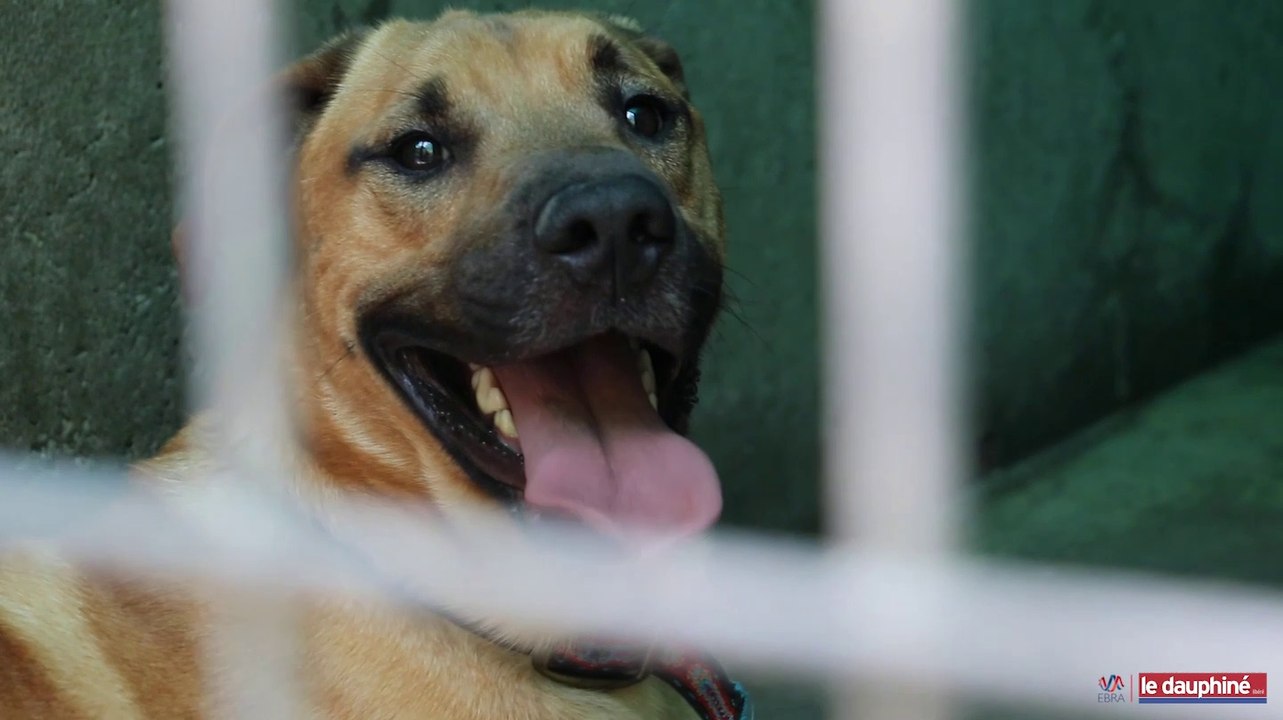 De l'abandon à l'adoption, au cœur de la SPA du Dauphiné