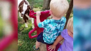 The Funniest Pets Meet The Cutest Kids - Babies of 2017 Weekly Compilation - Funny Pet Videos