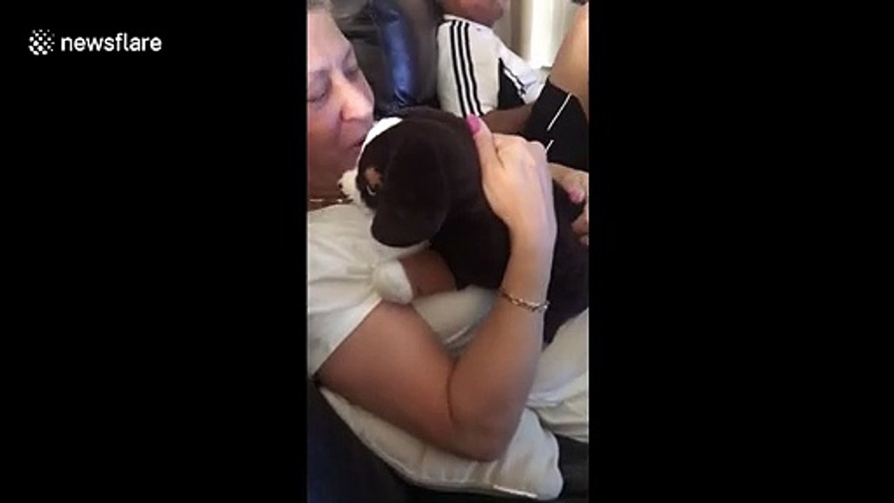 Pup gets jealous over owner giving love to stuffed animal