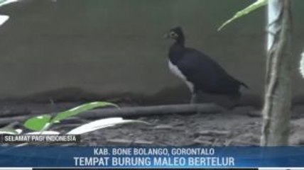 Melihat Burung Maleo di Taman Nasional Bogani Nani Wartabone