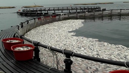 욕지도 인근에서 적조 추정 물고기 폐사 / YTN