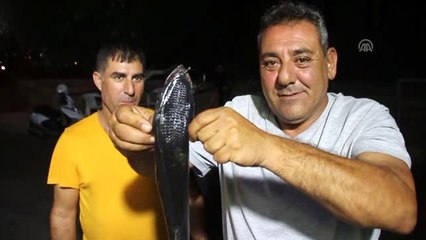 Bodrum'da oltaya vantuz balığı takıldı
