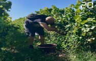 Vendanges dans le Bordelais: A Sauternes, château Guiraud espère un beau millésime 2019