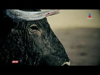 ¿Consulta ciudadana para prohibir las corridas de toros? | De Pisa y Corre