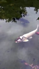 Une grenouille tient un poisson par les yeux