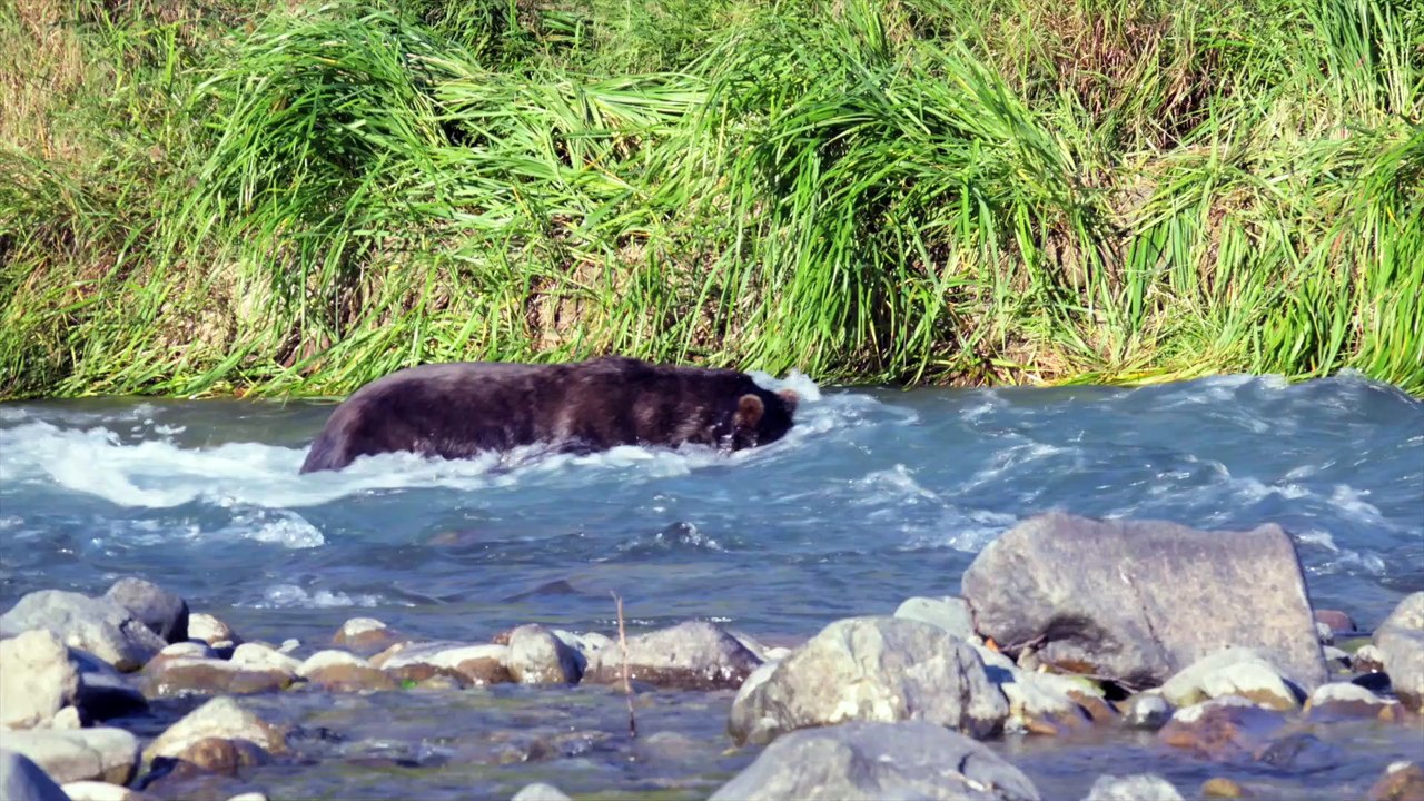 Brown Bear Snags Salmon