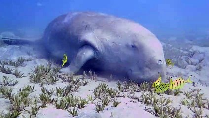 Dugong Sleeps on the Sea Bed
