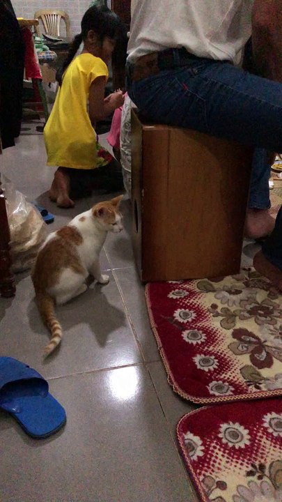 Cat Confused by Cajon