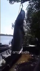 Il pêche un poisson de 3m de haut dans un lac en russie !